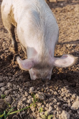 Unsre wilde Farm, Bio-Hof mit Hof-Lädele in Lochau.