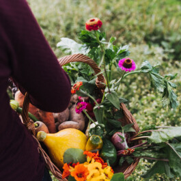 Unser feines Biogemüse gibt es von Mai bis Oktober als Bio-Gemüsekisten Abo! Unsre wilde Farm, Bio-Hof mit Hof-Lädele in Lochau.