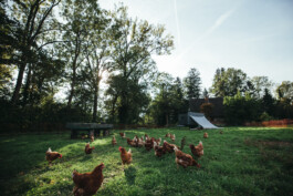 Unsre wilde Farm, Bio-Hof mit Hof-Lädele in Lochau.