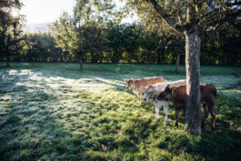 Unsre wilde Farm, Bio-Hof mit Hof-Lädele in Lochau.