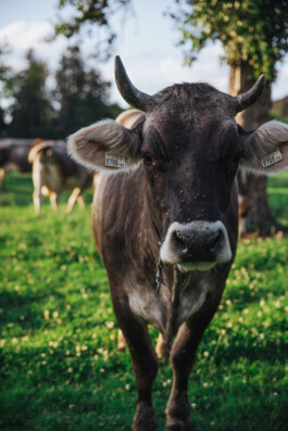  Unsre wilde Farm, Bio-Hof mit Hof-Lädele in Lochau.