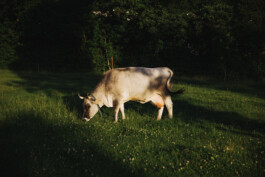 Unsre wilde Farm, Bio-Hof mit Hof-Lädele in Lochau.