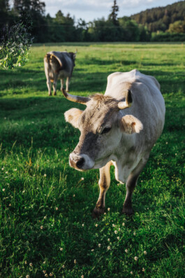 Unsre wilde Farm, Bio-Hof mit Hof-Lädele in Lochau.